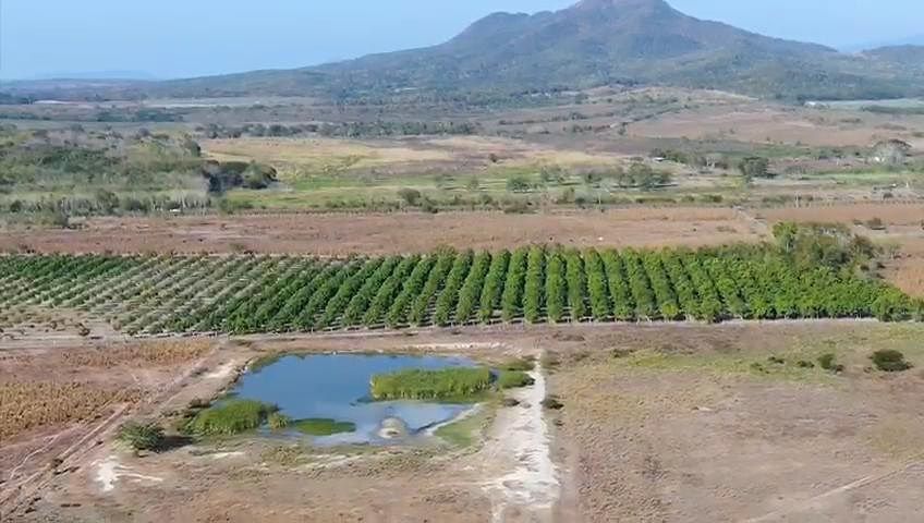 Pomar em Centro Tomatlán, Tomatlán, foto 13 de 14