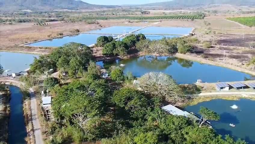 Pomar em Centro Tomatlán, Tomatlán, foto 14 de 14