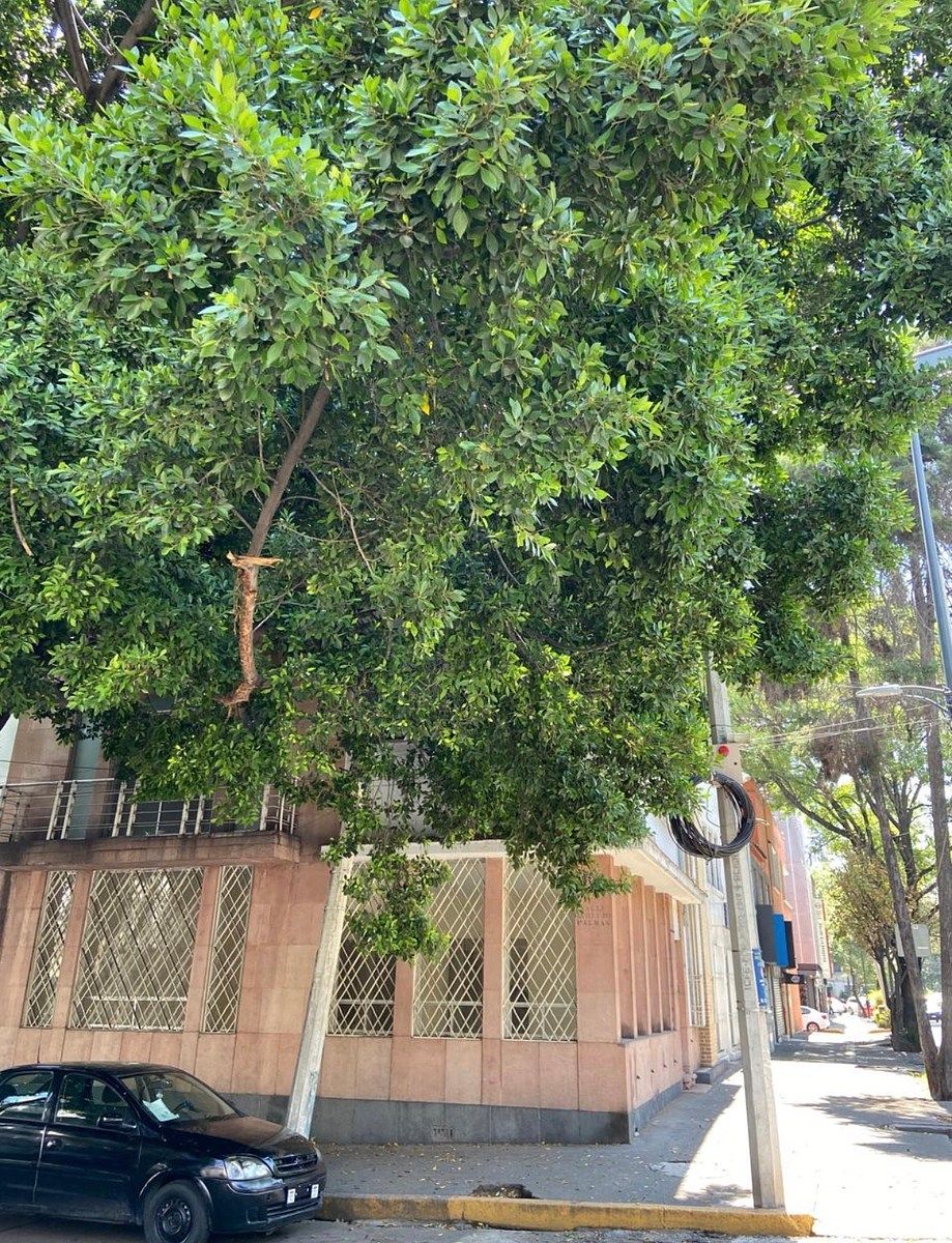Casa en Verónica Anzures con Uso de Suelo Mixto, foto 1 de 7