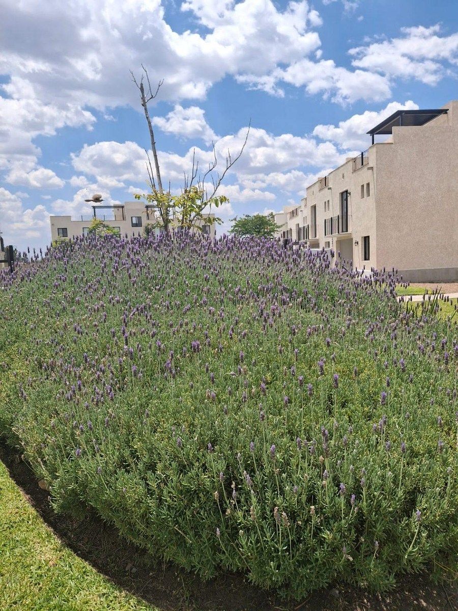 Apartamento em Arcos de San Miguel, San Miguel de Allende, foto 16 de 16