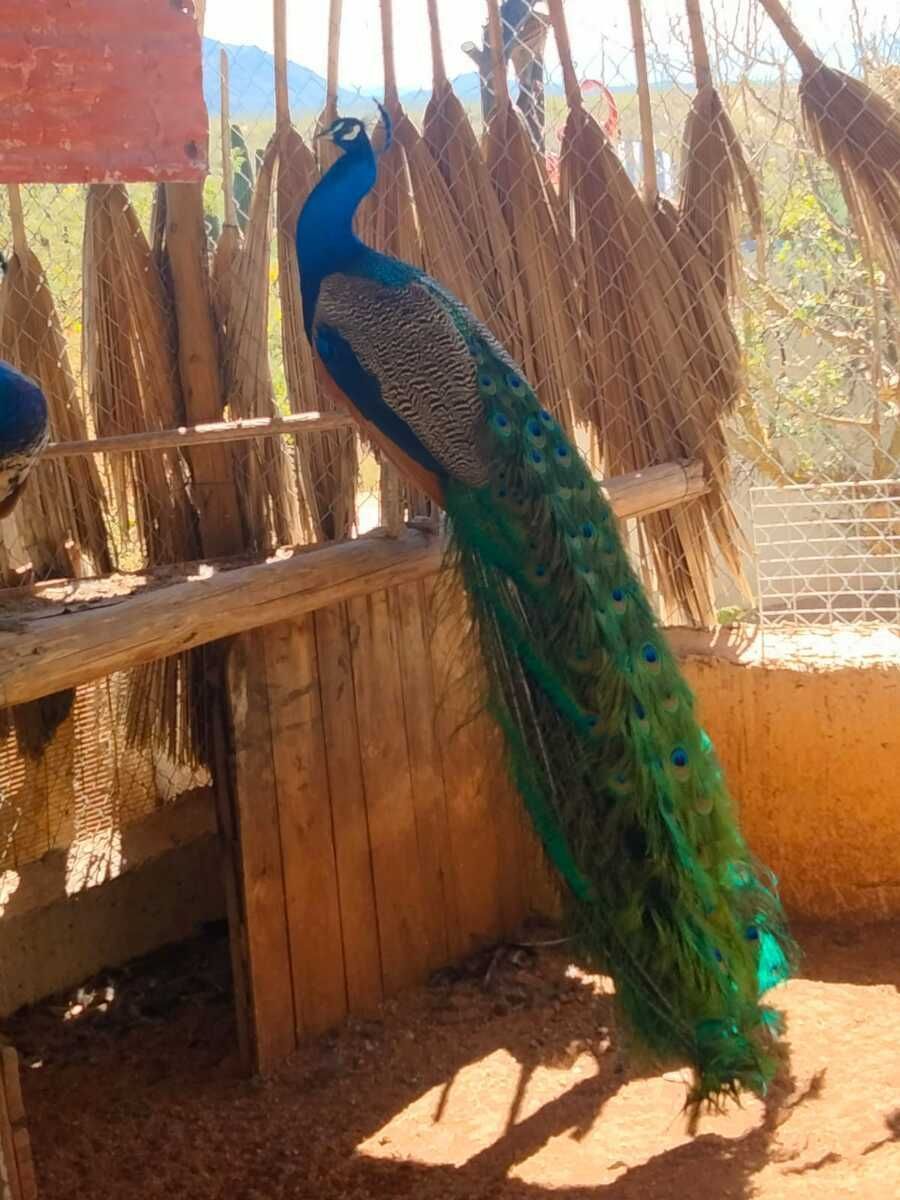 Quinta en San Pedro, La Paz, foto 40 de 50