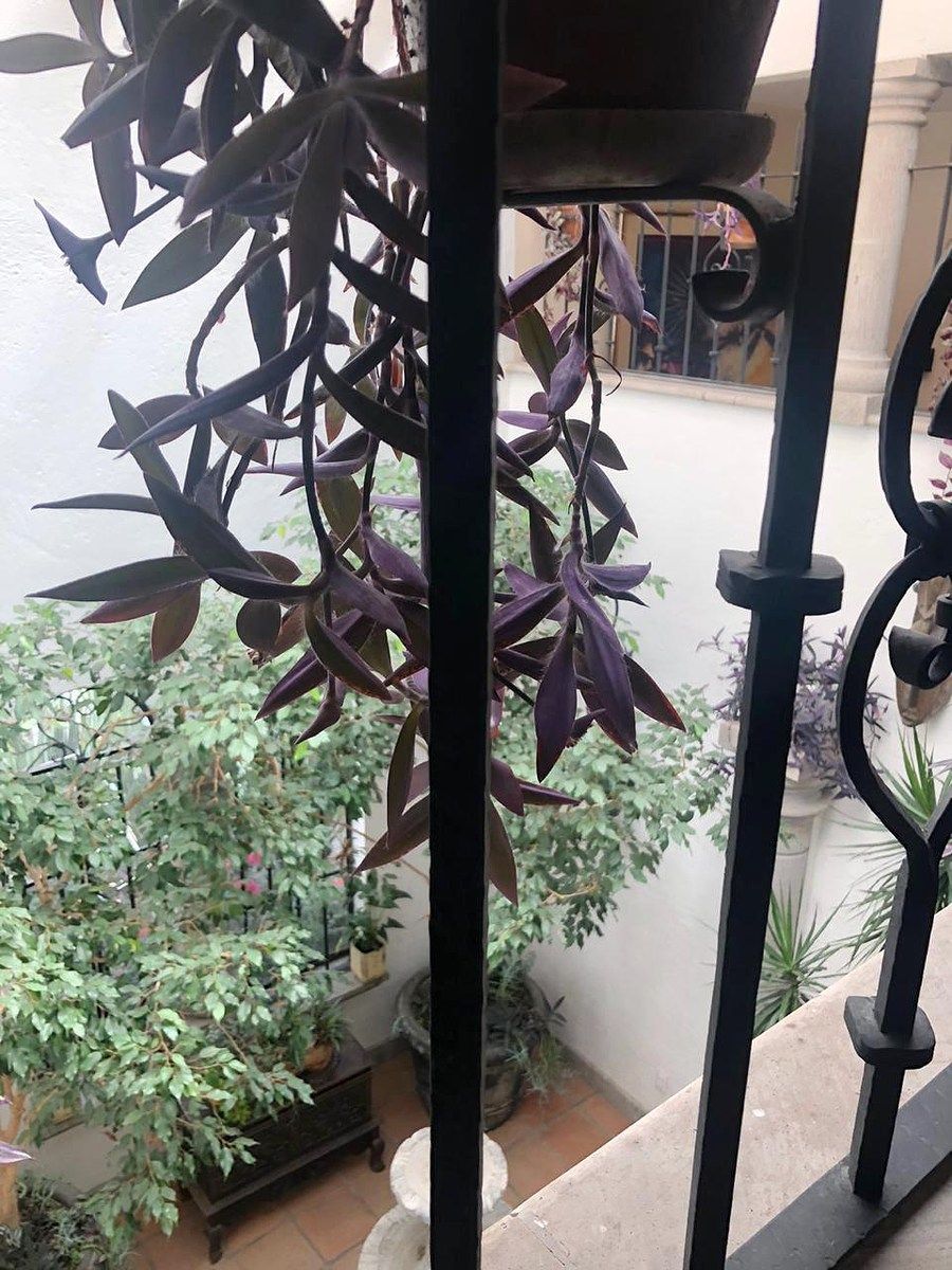 Casa en San Ángel, Álvaro Obregón, foto 18 de 25