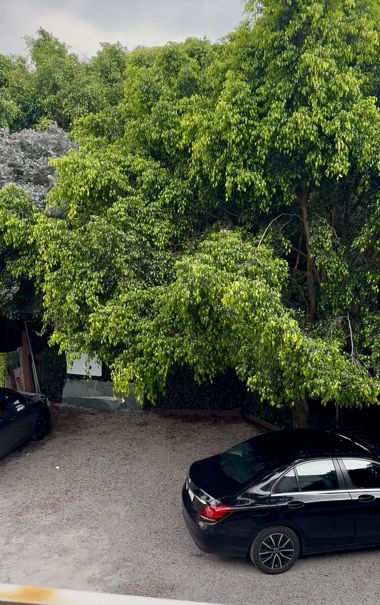 Local comercial en Jardines del Pedregal, Álvaro Obregón, foto 3 de 8