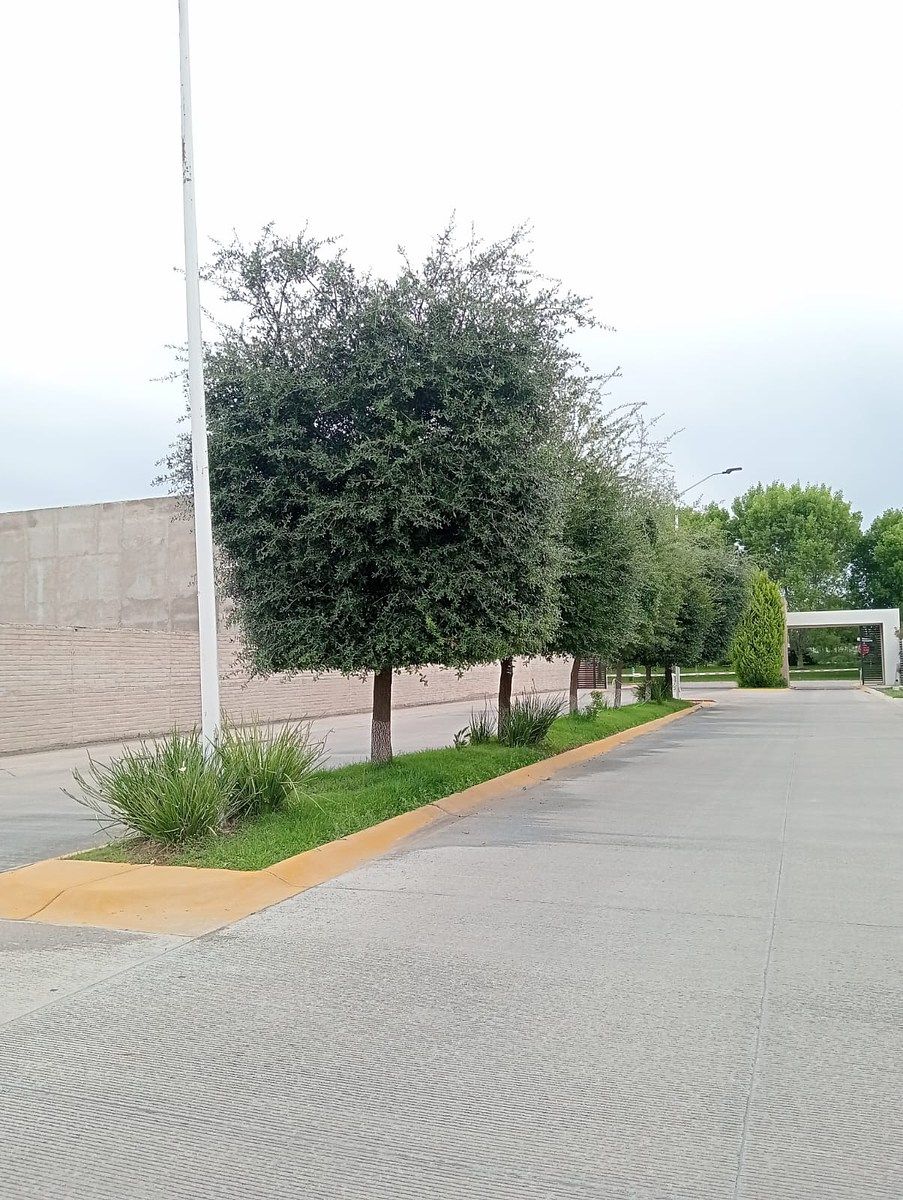 Lot in Las Calzadas, Durango, photo 5 of 5