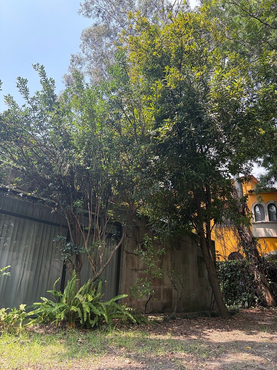 Casa en Lomas de Chapultepec V Sección, Miguel Hidalgo, foto 4 de 8