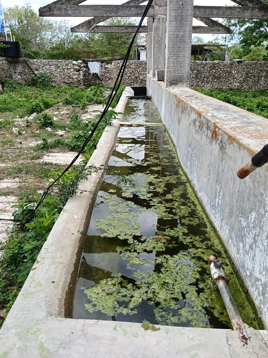 Lote em Sitilpech, Izamal, foto 6 de 15