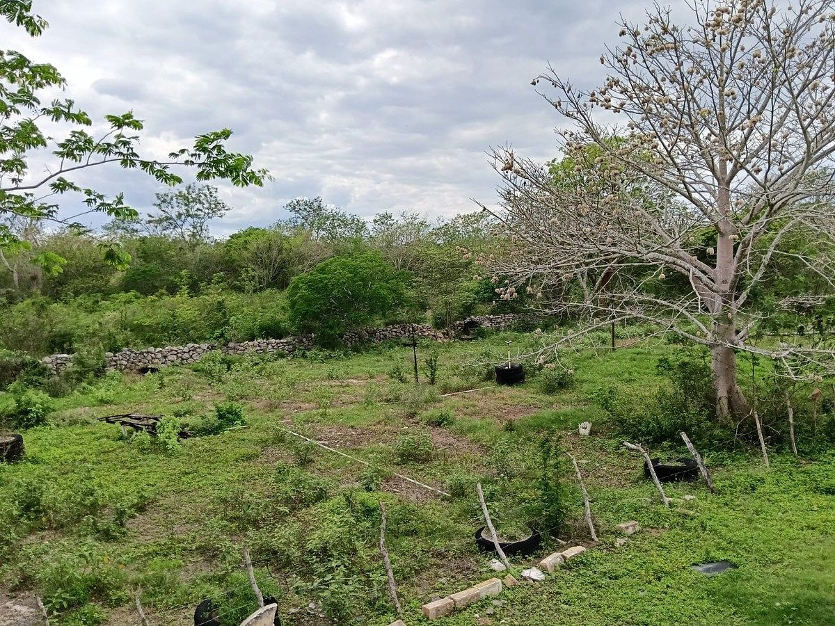 Rancho de 120 hectares na Estrada Izamal–Valladolid, foto 1 de 15