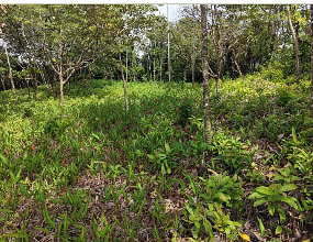 PRIME LOCATION! 2,86 Acres, Ready to Build, Easy Access, photo 1 of 1