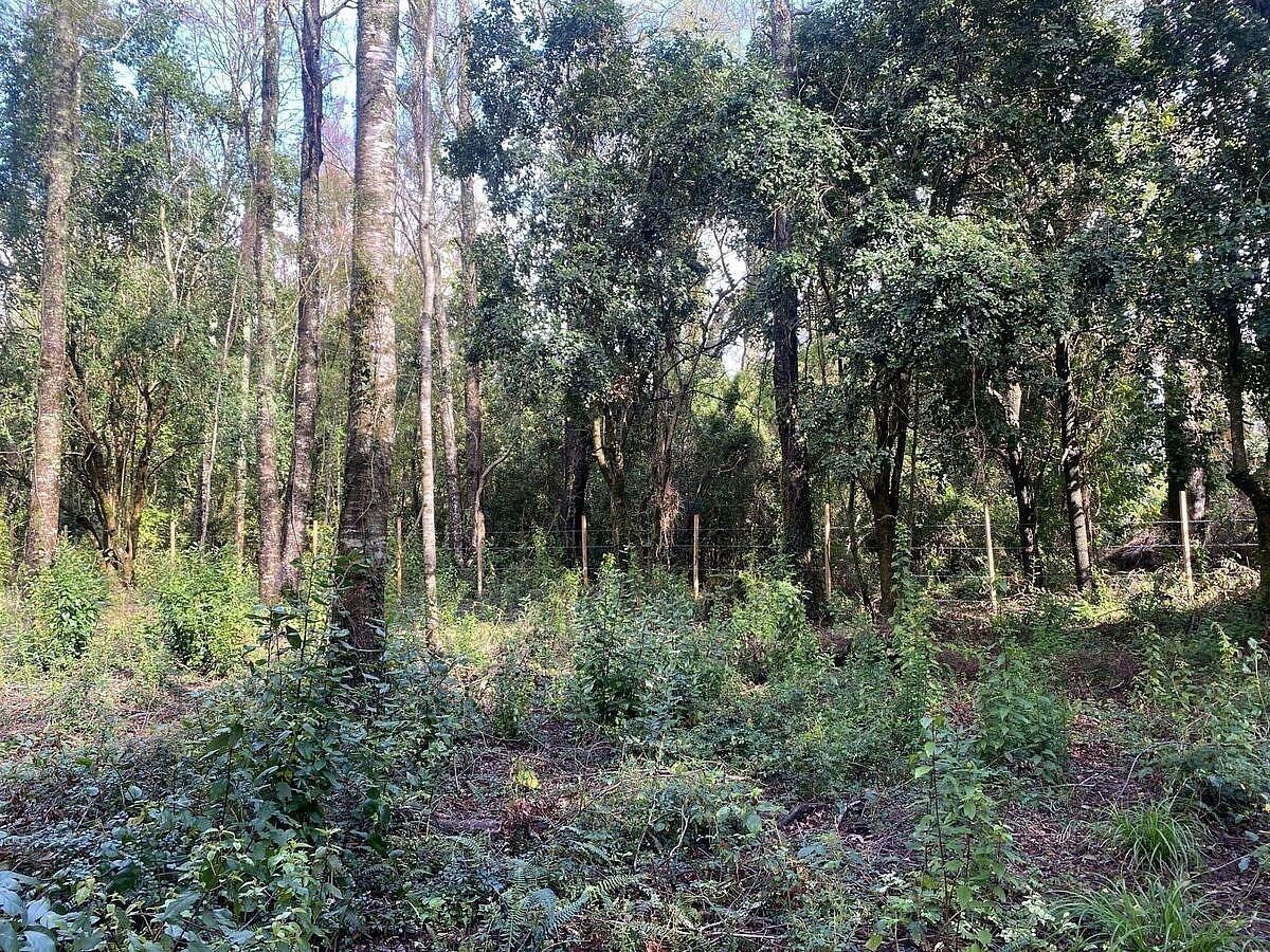 Sitios en Jardines del Claro, Pucón, foto 2 de 15