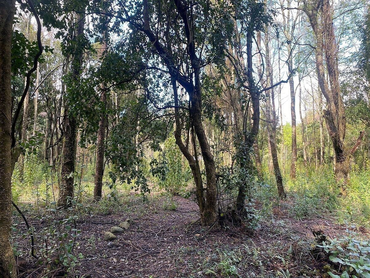 Sitios en Jardines del Claro, Pucón, foto 3 de 15
