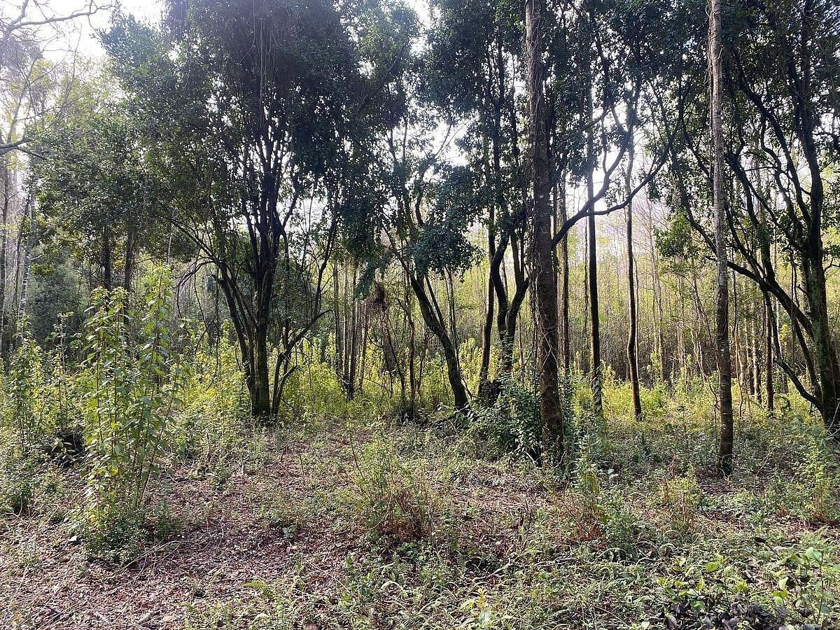 Sitios en Jardines del Claro, Pucón, foto 5 de 15