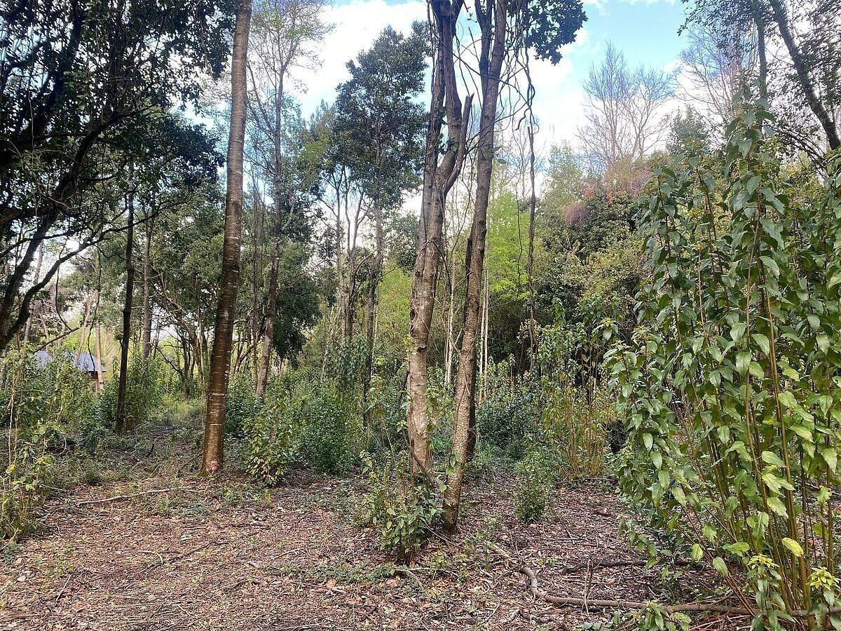 Sitios en Jardines del Claro, Pucón, foto 6 de 15