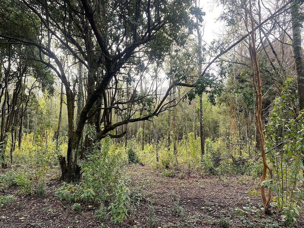 Sitios en Jardines del Claro, Pucón, foto 8 de 15