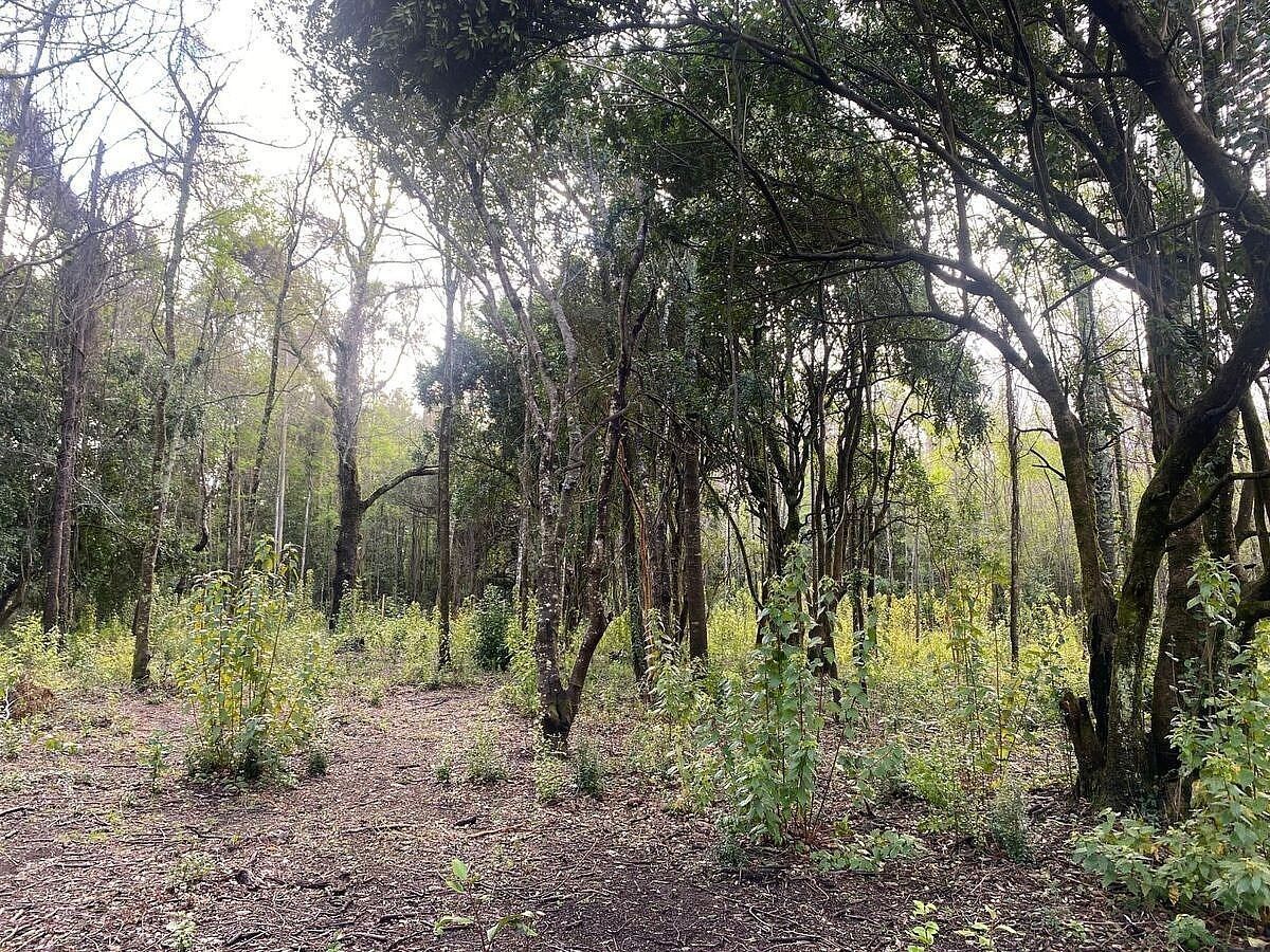 Sitios en Jardines del Claro, Pucón, foto 9 de 15