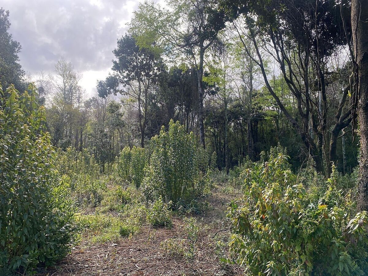 Sitios en Jardines del Claro, Pucón, foto 12 de 15