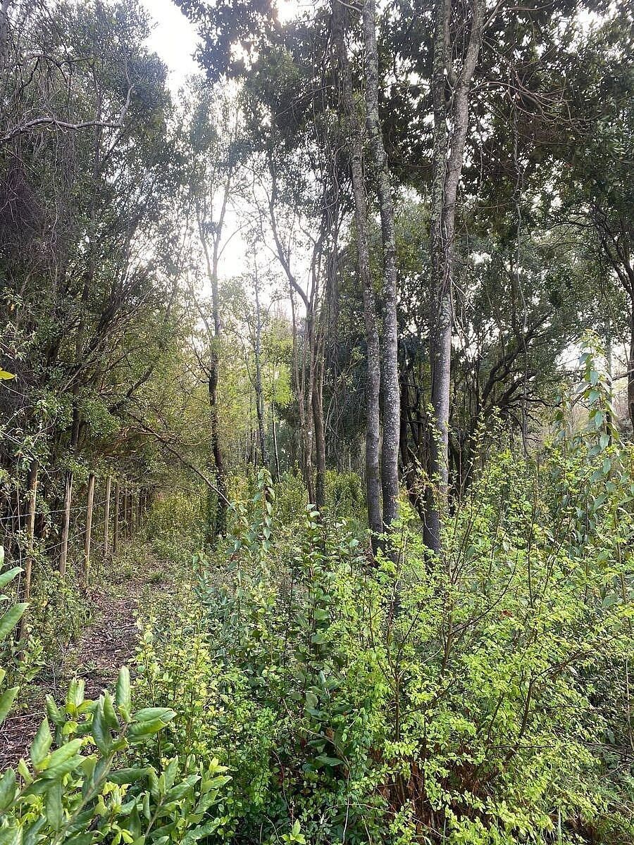 Sitios en Jardines del Claro, Pucón, foto 15 de 15