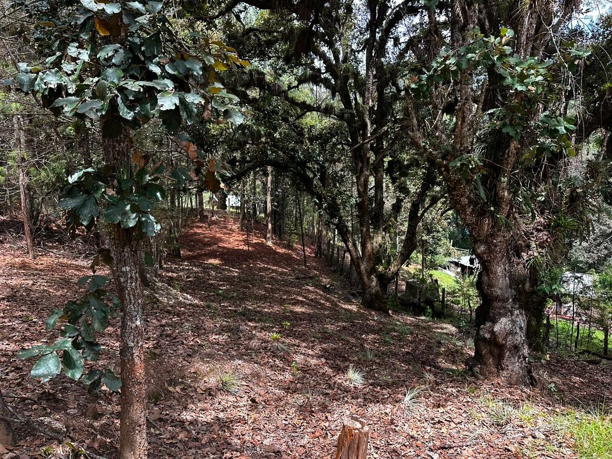 Lote em Los Alcanfores, San Cristóbal de Las Casas, foto 12 de 14