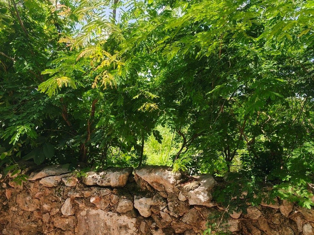 Terreno en Conkal, Conkal, foto 14 de 22