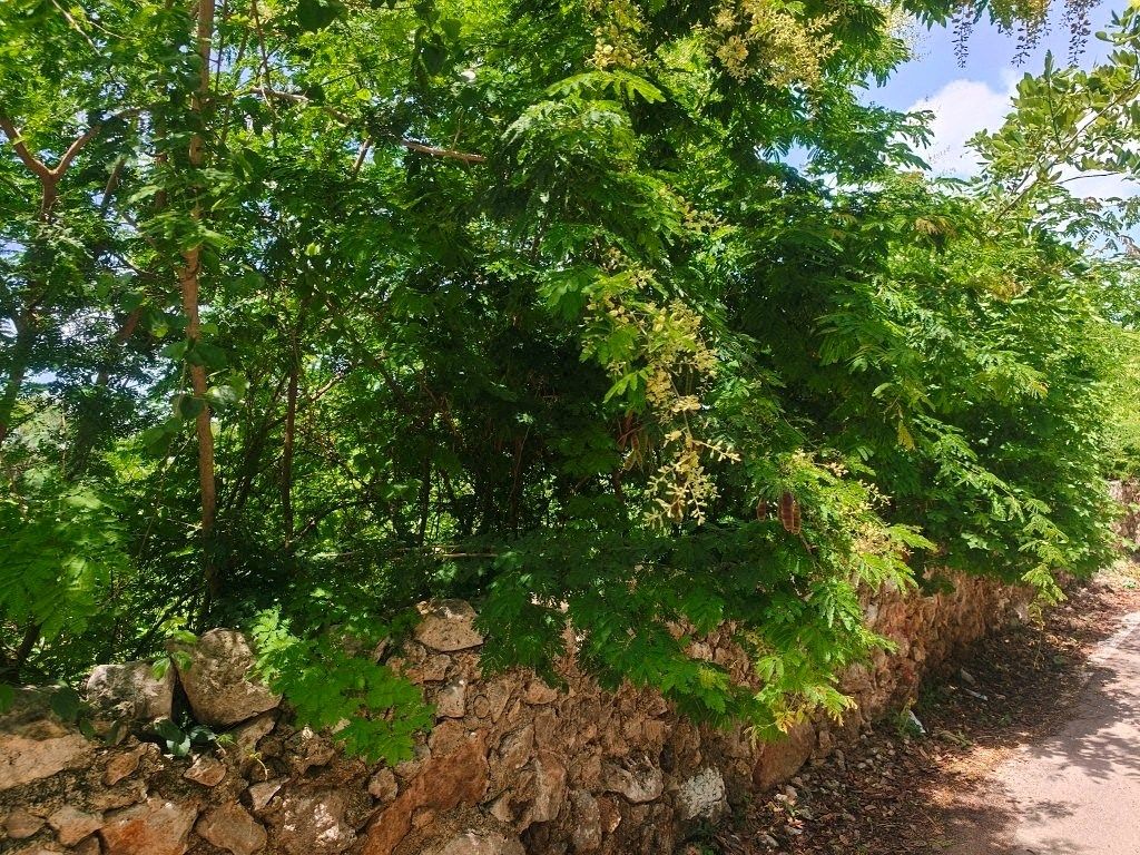 Terreno en Conkal, Conkal, foto 16 de 22