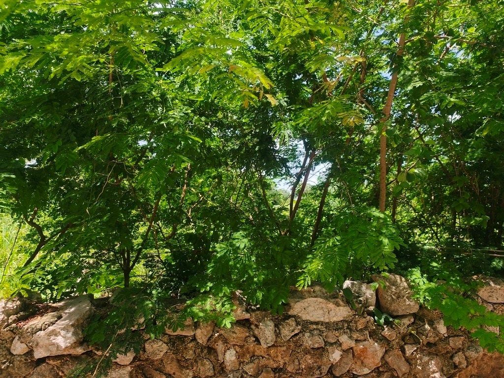 Terreno en Conkal, Conkal, foto 20 de 22