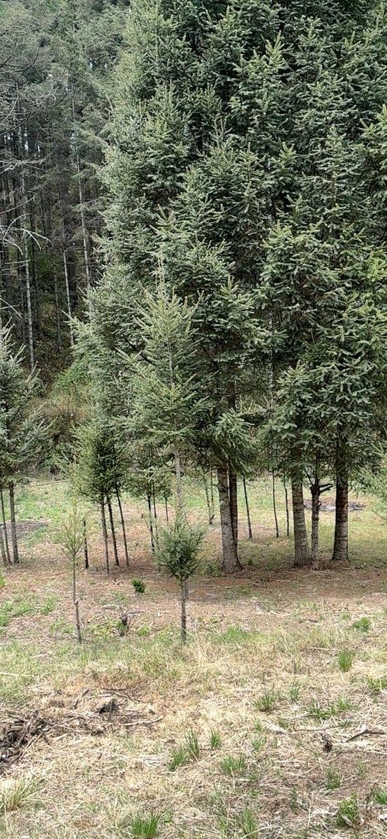 Lote em Dongú, Jilotzingo, foto 2 de 6