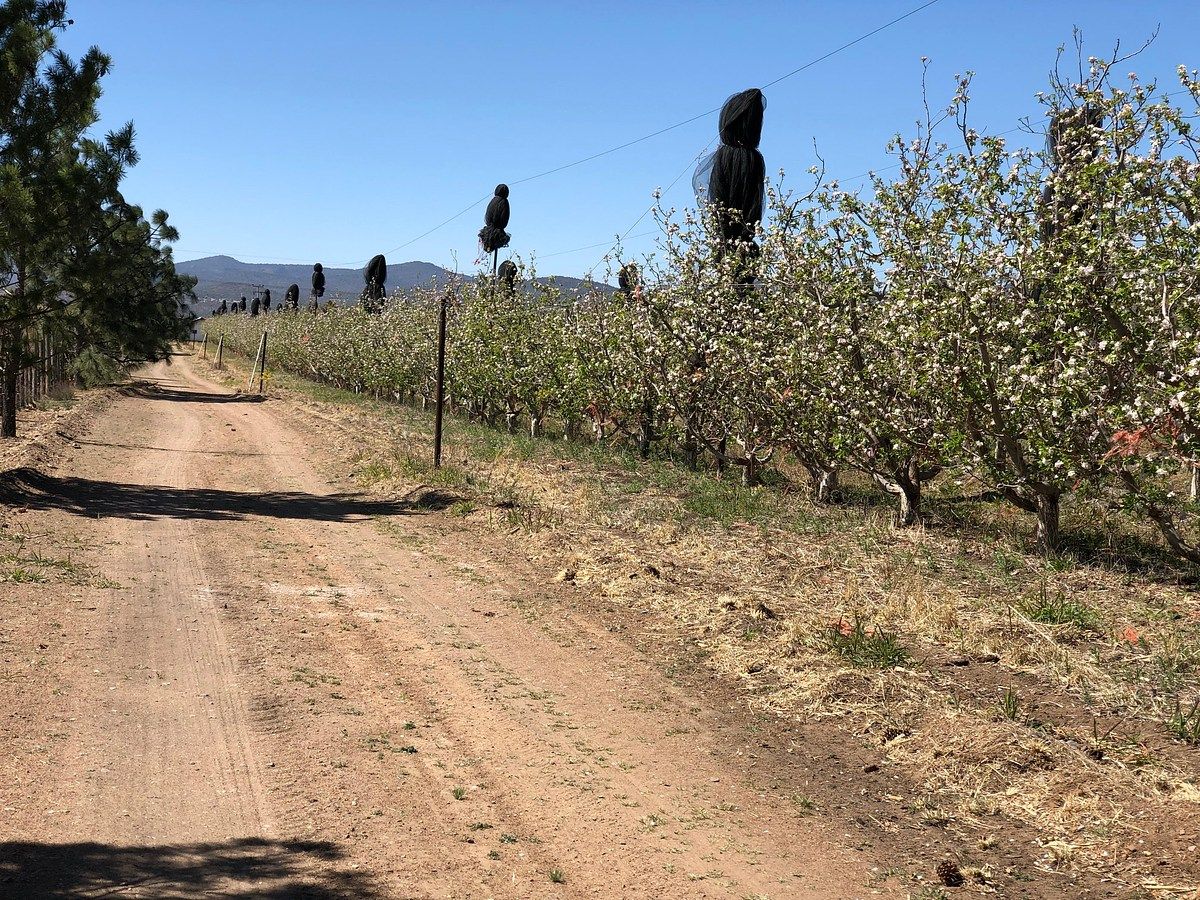 Terreno en Adolfo Lopez Mateos, Chihuahua, foto 5 de 7