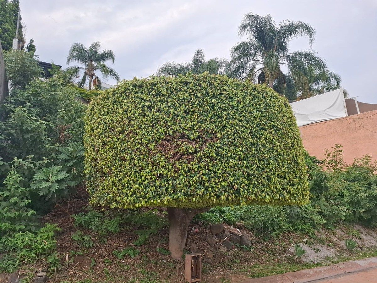 Lot in Ahuatepec, Cuernavaca, photo 2 of 5