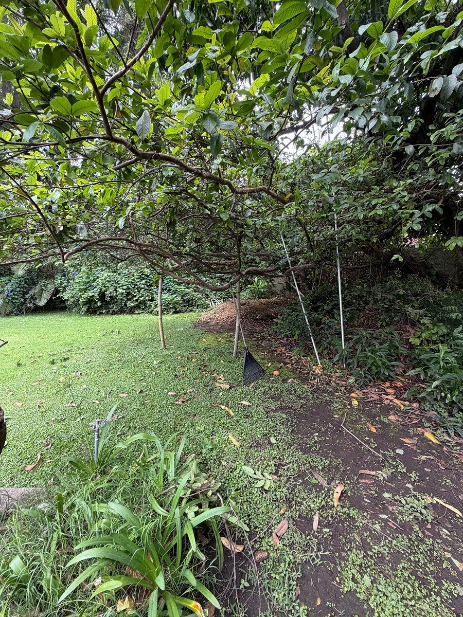 Lote em Bosques de La Victoria, Guadalajara, foto 9 de 23