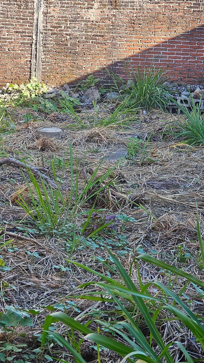 Lote em Acapatzingo, Cuernavaca, foto 7 de 10