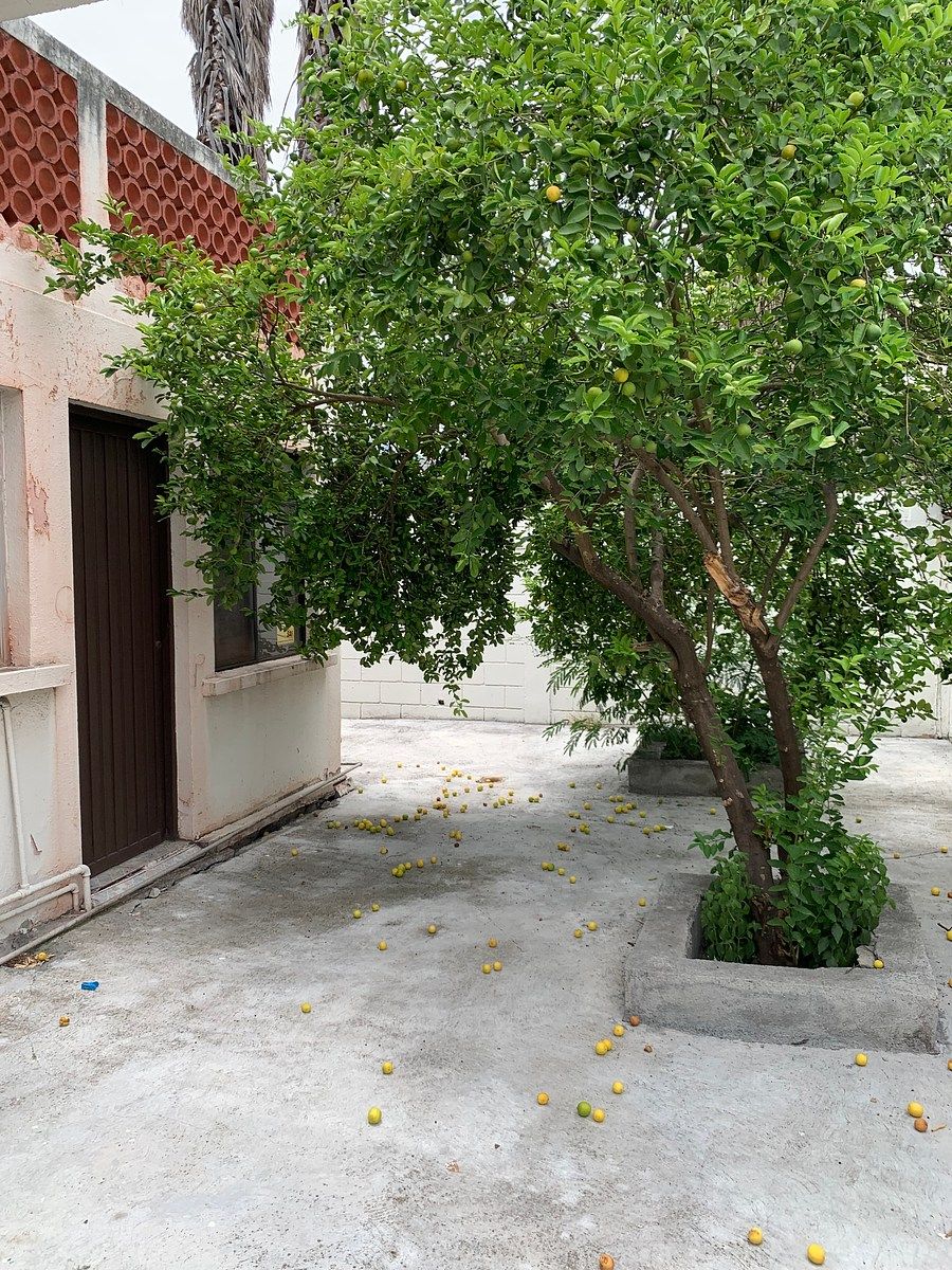 House in Roma Sur, Monterrey, photo 9 of 16