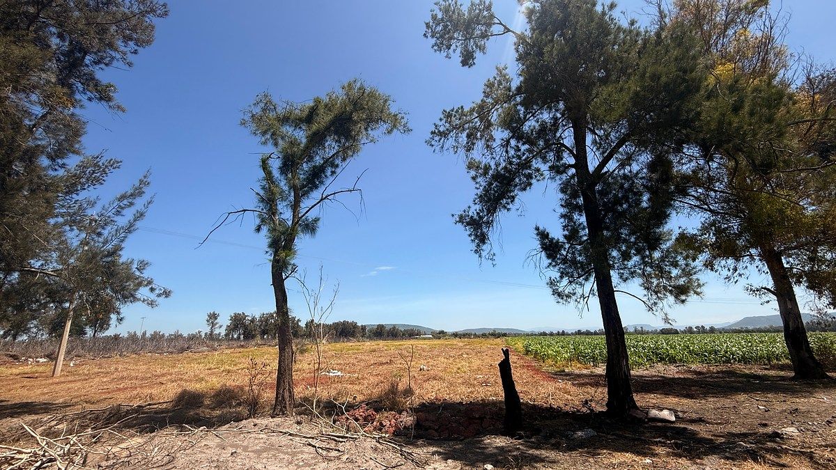 Pomar em Carretera, Ocotlán, foto 5 de 20