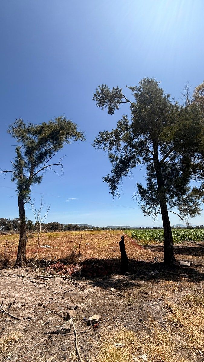 Pomar em Carretera, Ocotlán, foto 6 de 20
