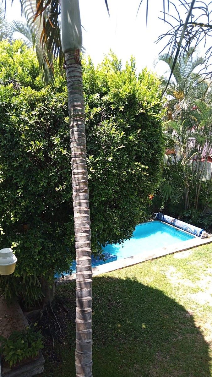 Casa en Palmira Tinguindin, Cuernavaca, foto 2 de 12