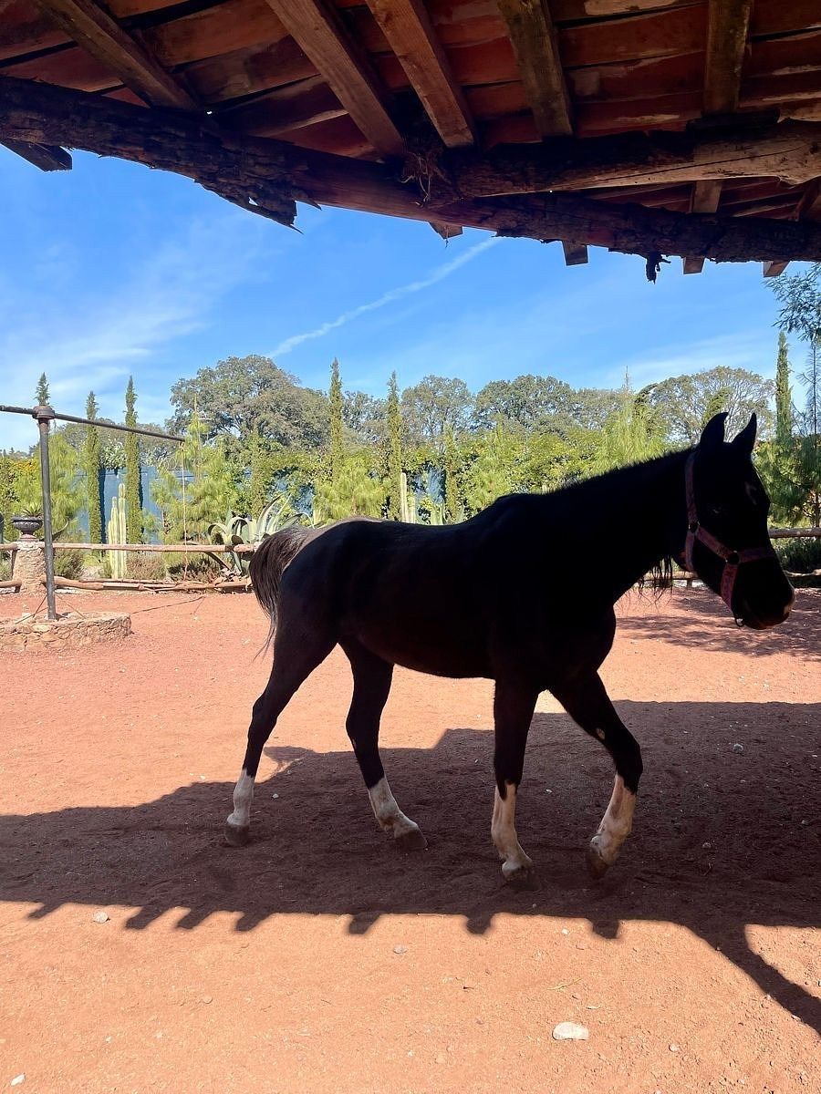 Rancho en Canalejas, Jilotepec, foto 28 de 46