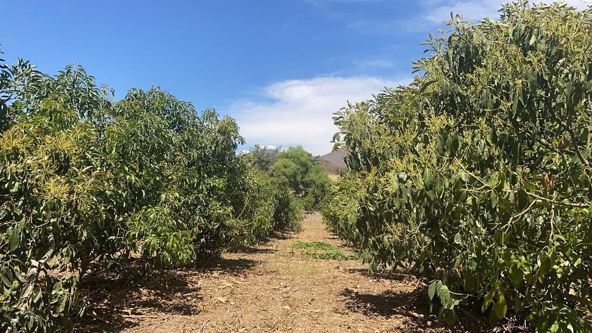 Orchard in Jiquilpan, San Gabriel, photo 3 of 6