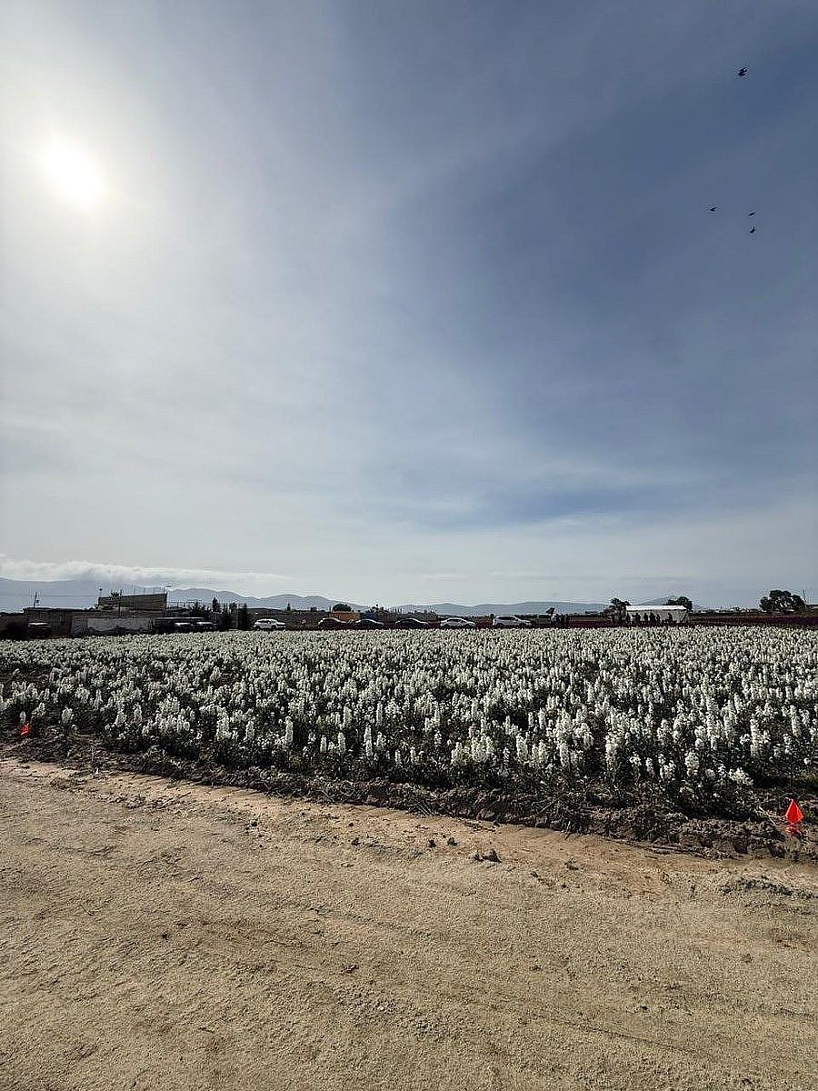 Lot in Maneadero, Ensenada, photo 8 of 8
