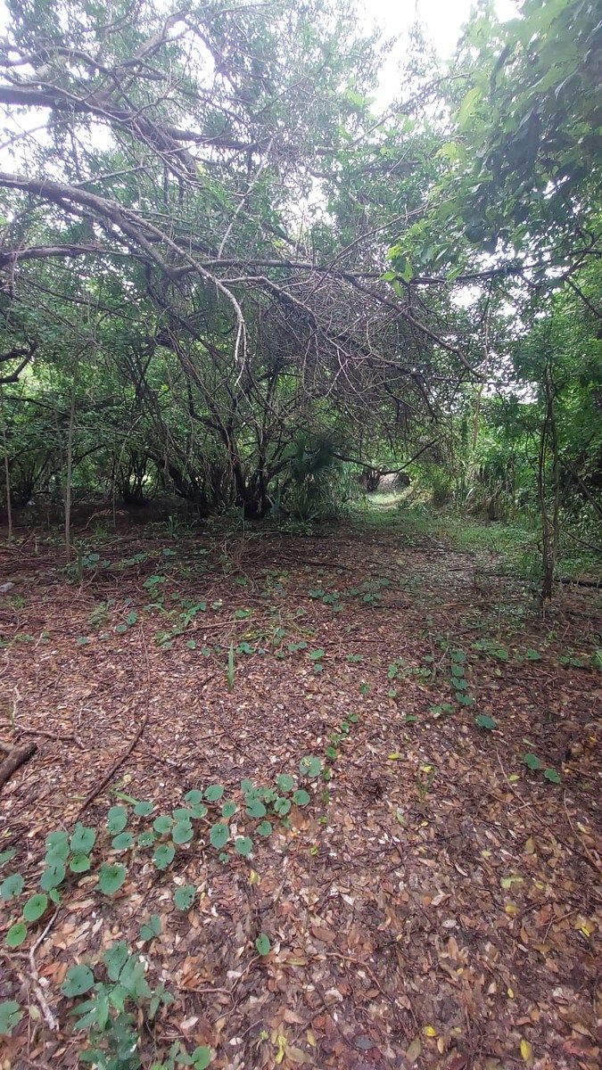 Lote em Rio Grande o Piedra Parada Centro, Villa de Tututepec de Melchor Ocampo, foto 5 de 8