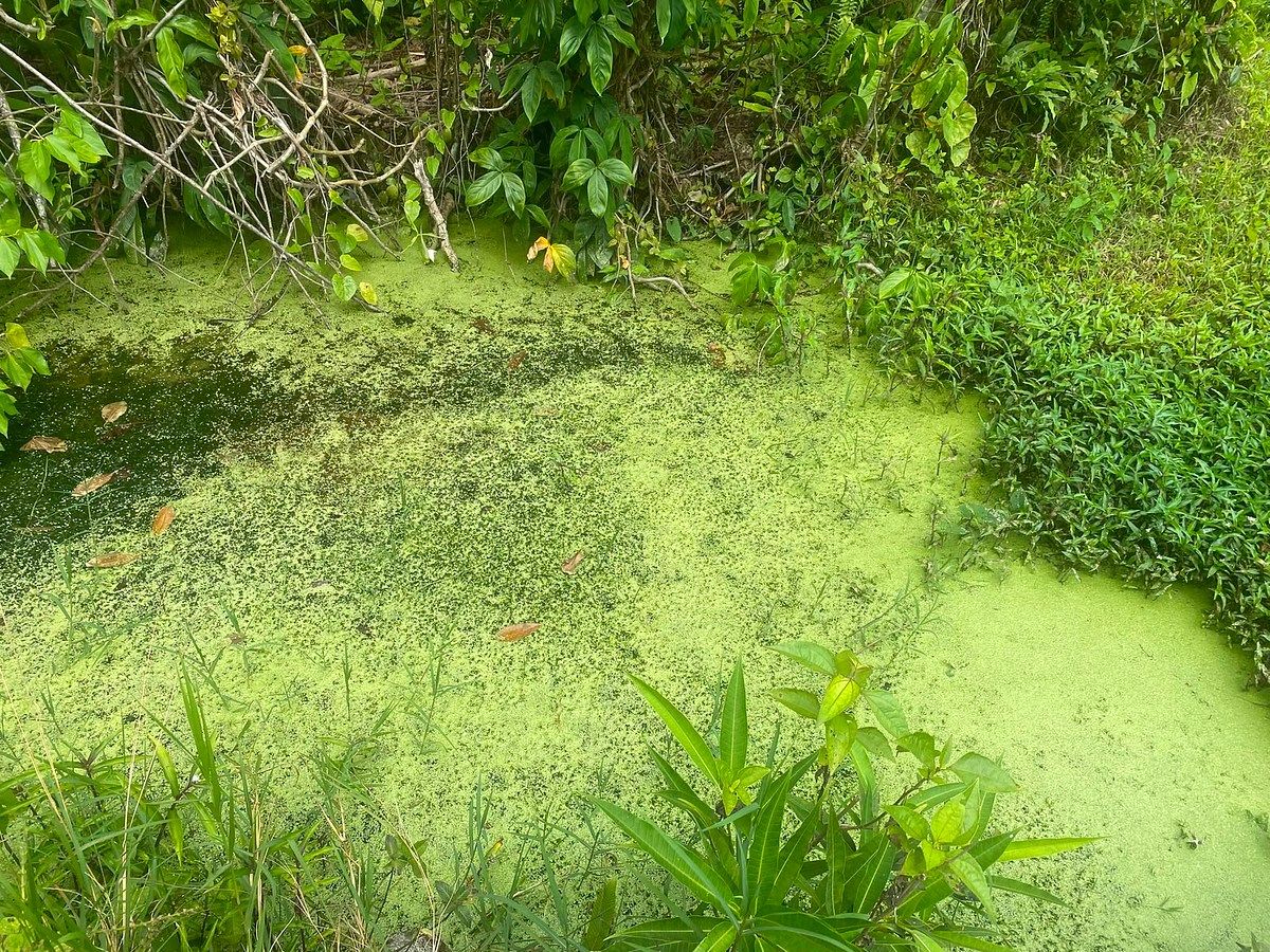 Lote em Armando Zebadua, Ocozocoautla de Espinosa, foto 9 de 9