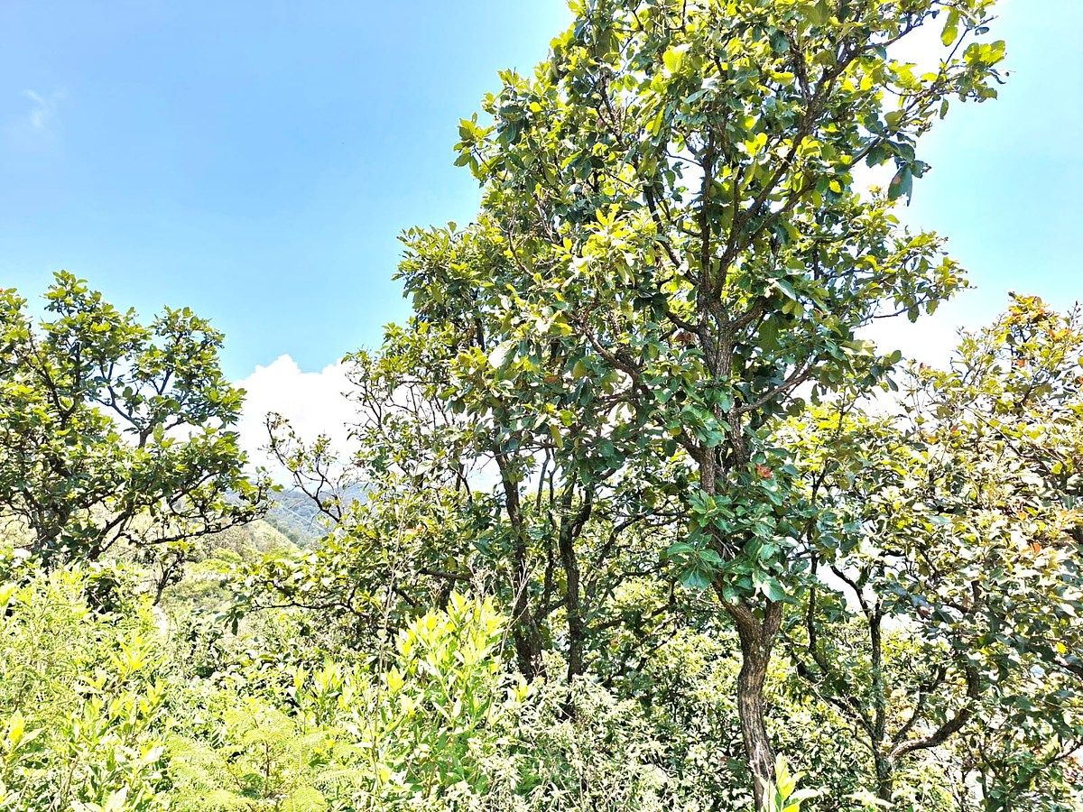 Lote em Santa Teresa Tilostoc, Valle de Bravo, foto 39 de 46