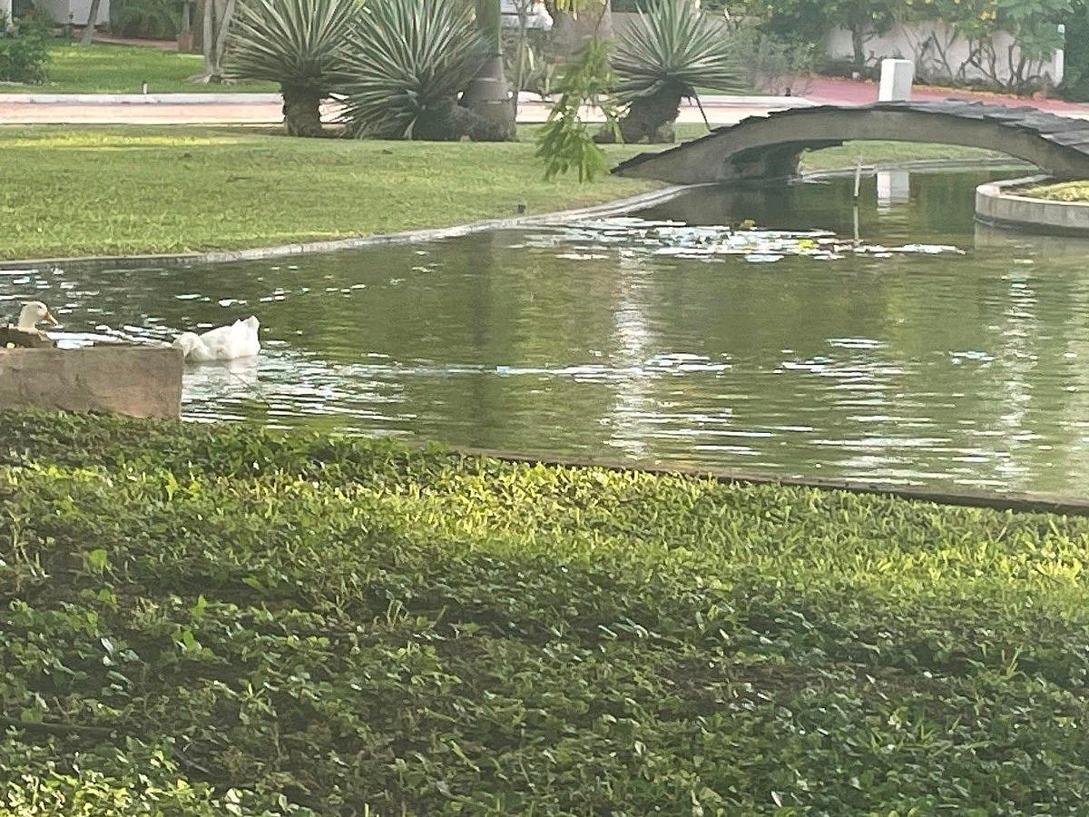 Lote em Conkal, Conkal, foto 4 de 18