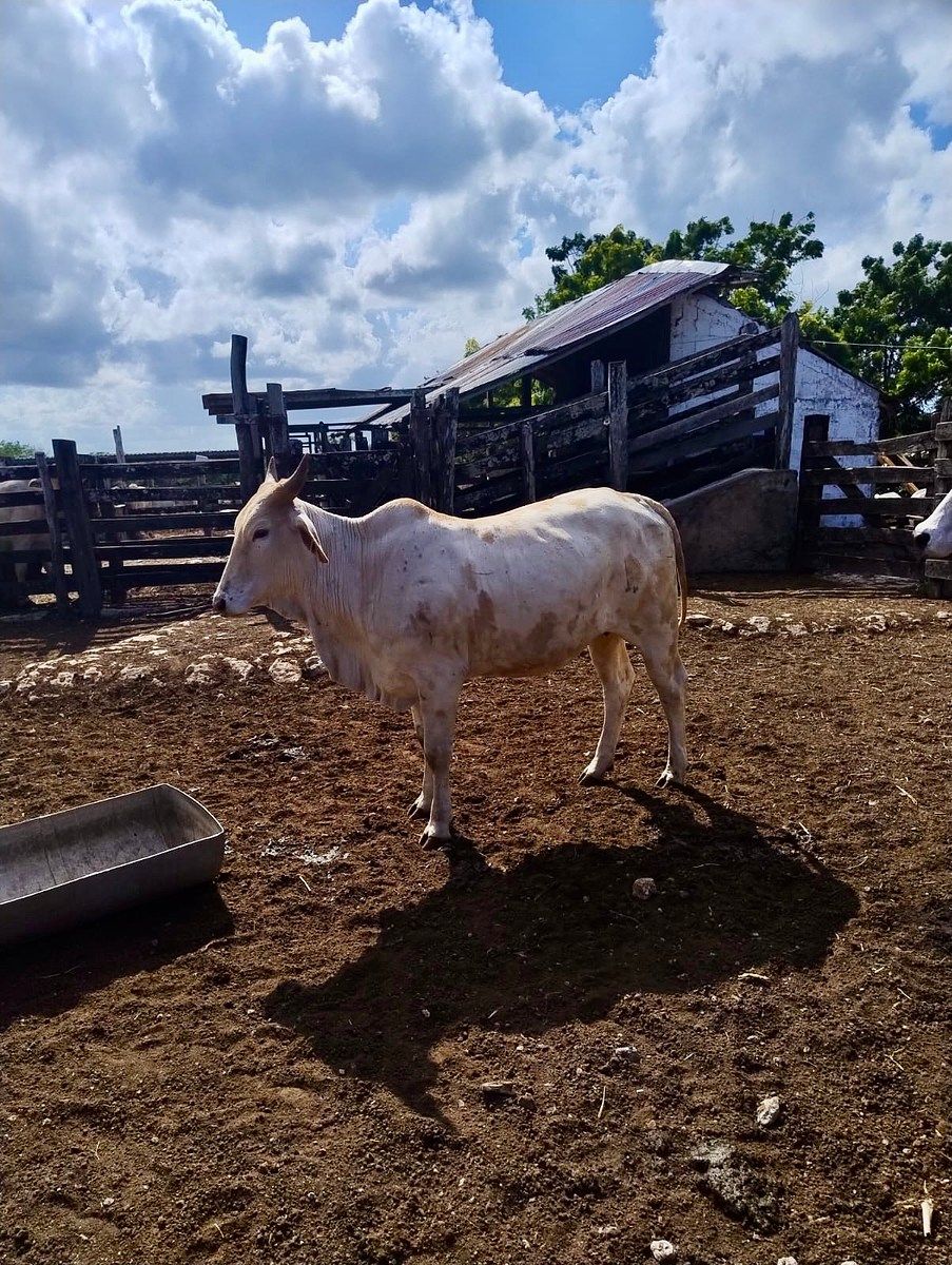 Rancho en Rio Lagartos, Río Lagartos, foto 4 de 12