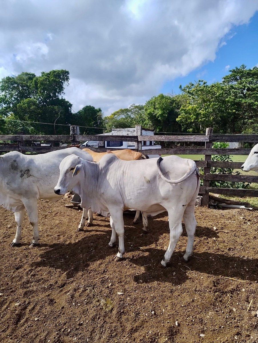 Rancho en Rio Lagartos, Río Lagartos, foto 5 de 12