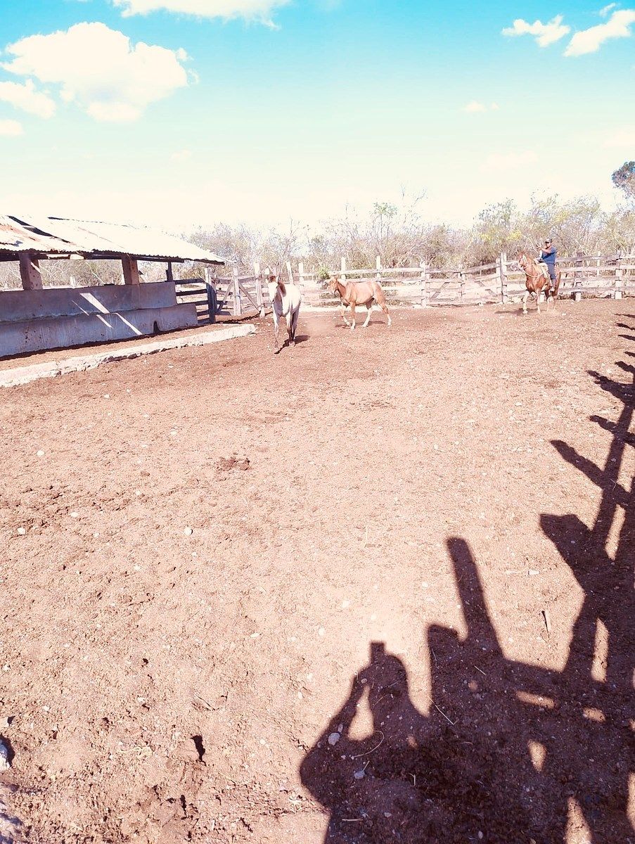 Rancho en Rio Lagartos, Río Lagartos, foto 11 de 12