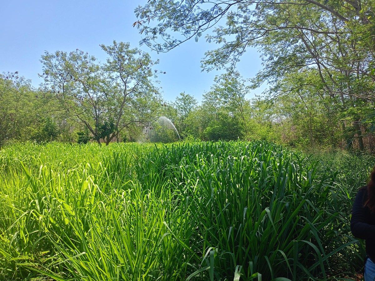 Rancho en Timucuy, Timucuy, foto 15 de 26