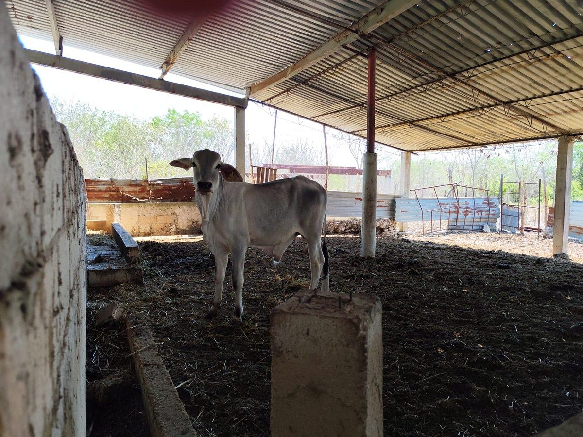 Rancho en Timucuy, Timucuy, foto 20 de 26