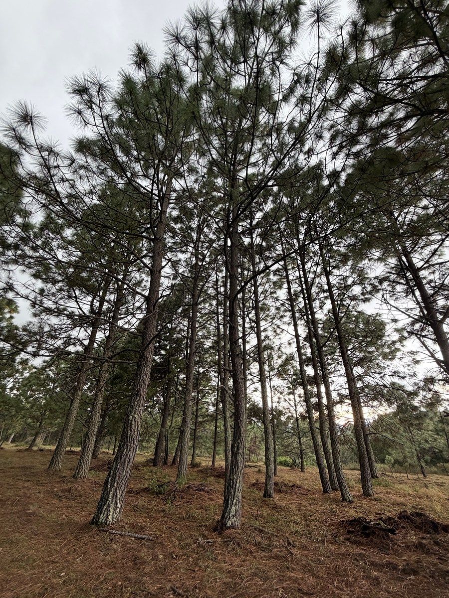 Lote em Los Espinos, Tapalpa, foto 14 de 18