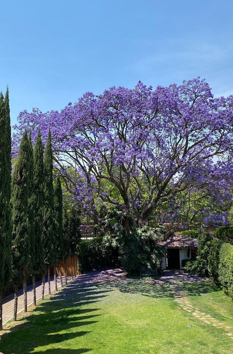 Casa en Lomas de Chapultepec I Sección, Miguel Hidalgo, foto 3 de 19