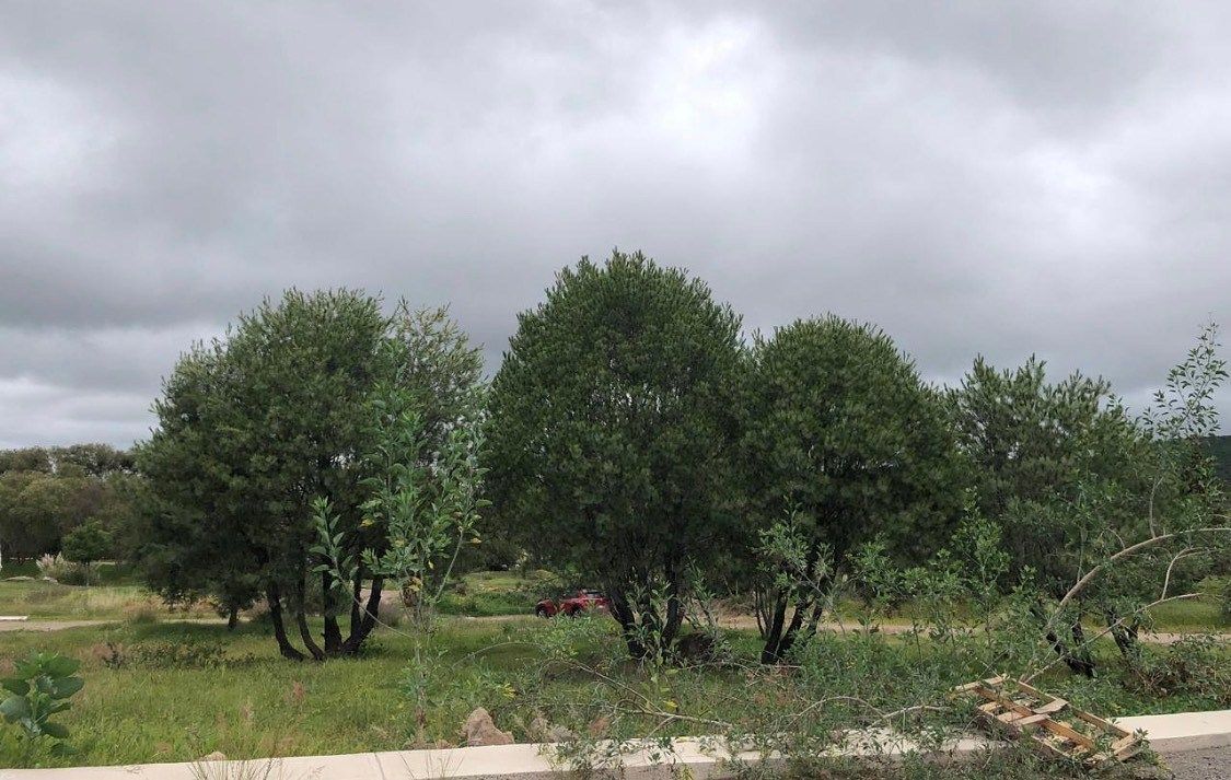 Lote em El Encino, Huimilpan, foto 4 de 16