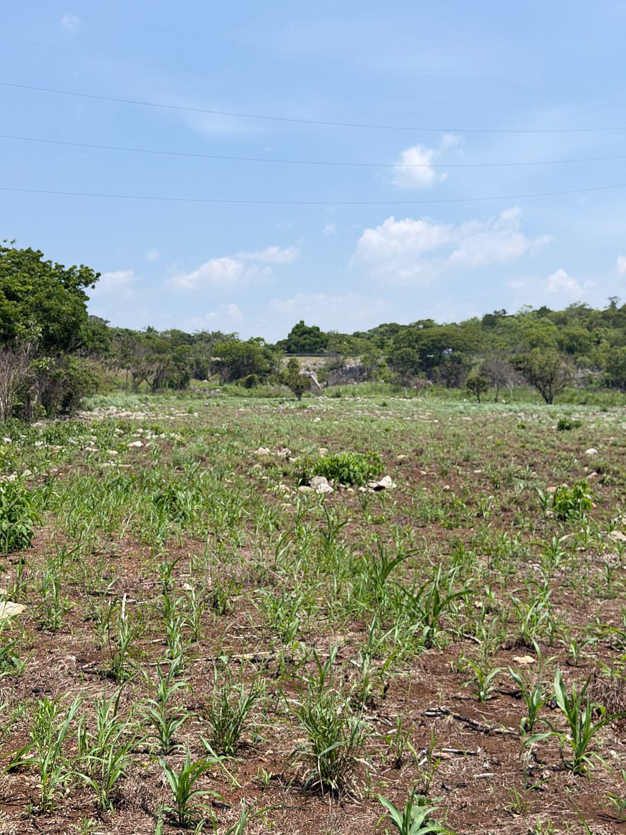 🌳 Rancho en venta en Ocozocoautla de Espinosa, foto 1 de 18