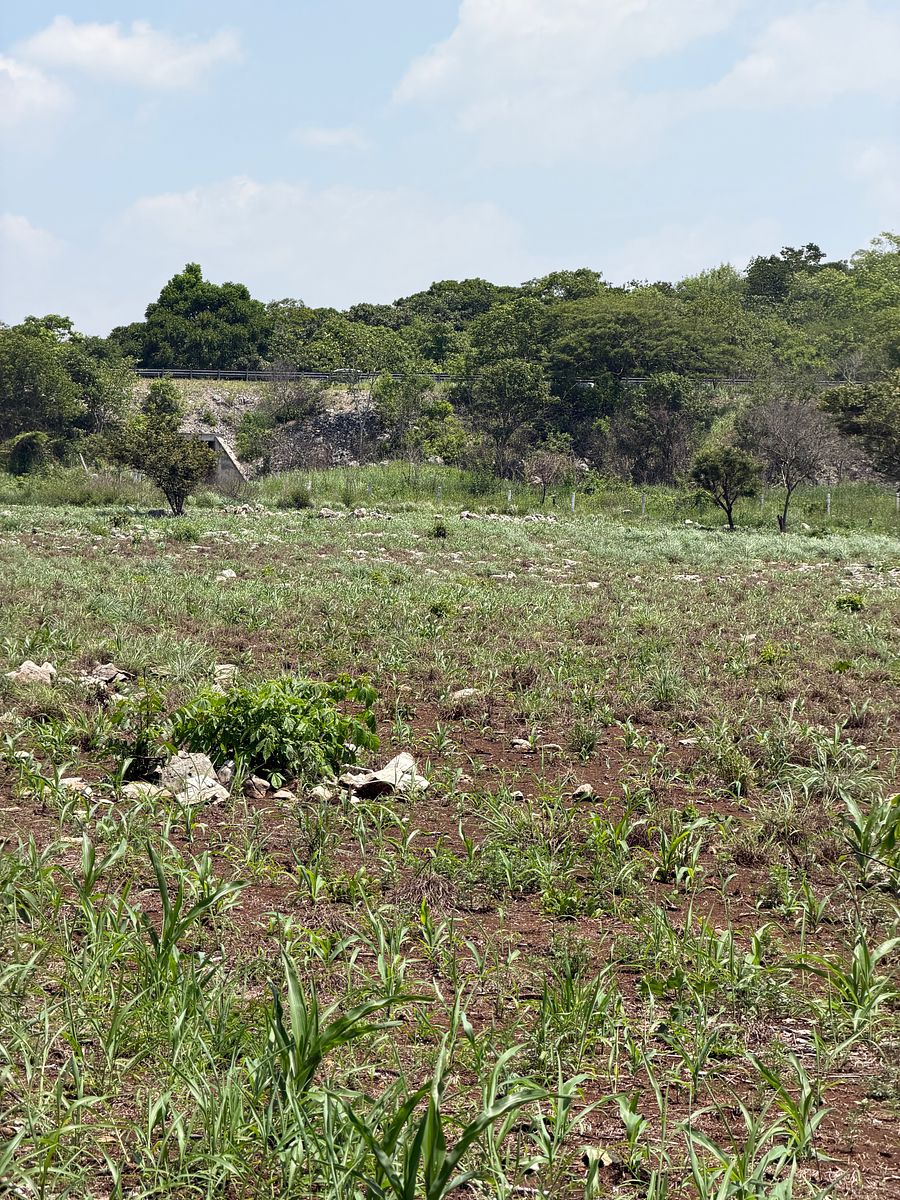 Rancho en Nuevo, Ocozocoautla de Espinosa, foto 5 de 18